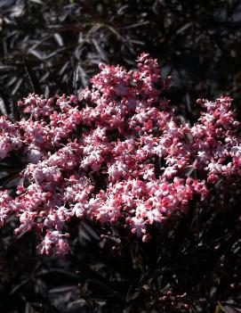 Sambucus nigra Black Lace® ('Eva') (PP15575, CPBR2633)