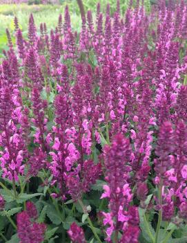 Salvia nemorosa 'Pink Friesland' (USPP#18152)