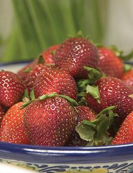 Strawberry 'Fort Laramie'