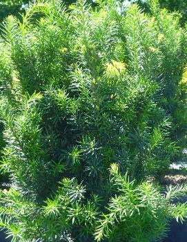 Taxus x media 'Hicksii'