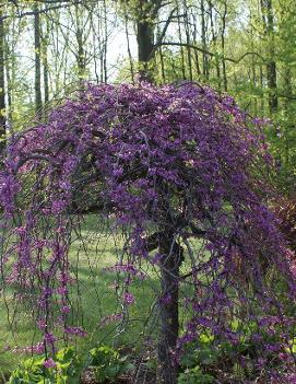 Cercis canadensis Lavender Twist® ('Covey') (PP10328, COPF)