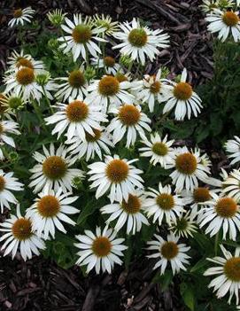 Echinacea purpurea 'White Swan'