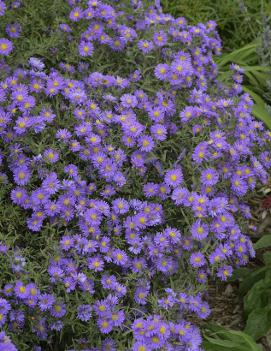 Aster x KICKIN® Lilac Blue ('07-49-4')