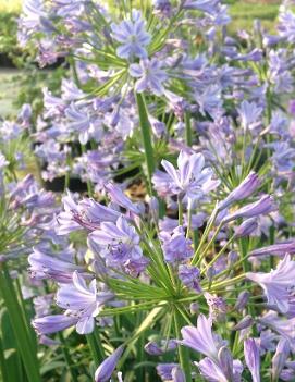 Agapanthus africanus 'Peter Pan'