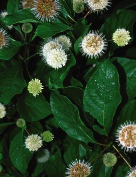 Cephalanthus occidentalis