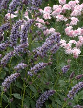 Agastache foeniculum