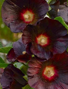 Alcea rosea 'Blacknight'