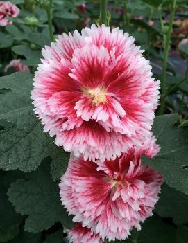 Alcea rosea 'Fiesta Time'