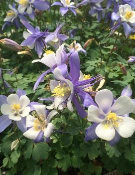 Aquilegia x 'Bunting'