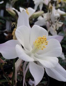 Aquilegia x 'Dove'