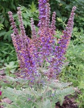 Amorpha canescens