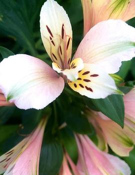 Alstroemeria Inca Ice™ ('Koice')