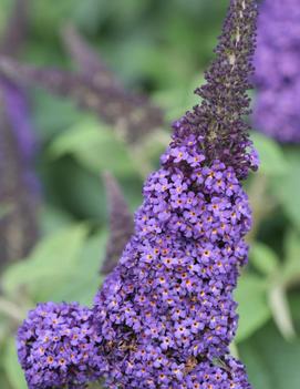 Buddleia x Pugster Blue® ('SMNBDBT') (PP28794)