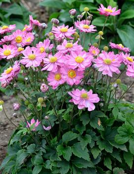 Anemone x hybrida 'Curtain Call Pink' (PPAF)