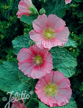 Alcea rosea 'Radiant Rose'