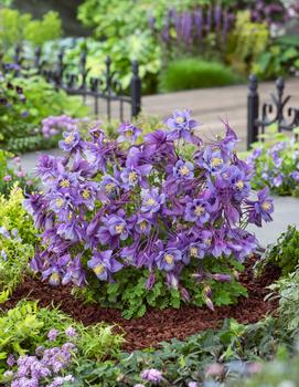 Aquilegia x 'Earlybird™ Purple and Blue'