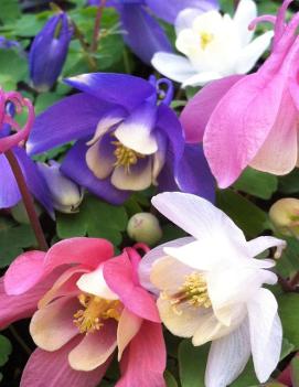 Aquilegia flabellata 'Cameo Series Mixed'