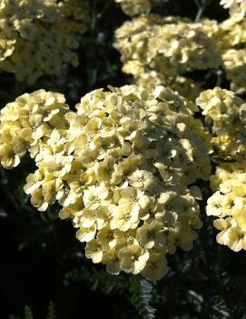 Achillea millefolium 'Mary Anne'