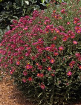 Aster novae-angliae 'September Ruby'