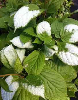 Actinidia kolomikta (male)