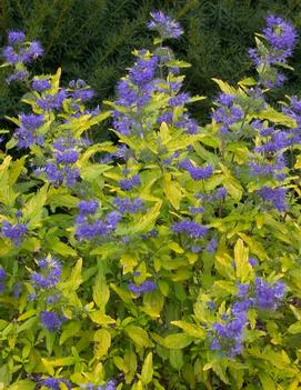 Caryopteris x clandonensis Lil Miss Sunshine® ('Janice') (PP22160, CPBR3911)