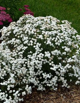 Achillea ptarmica 'Peter Cottontail' (PP31756)