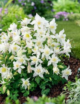 Aquilegia x 'Earlybird™ White'