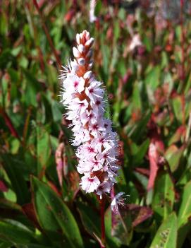 Persicaria affinis