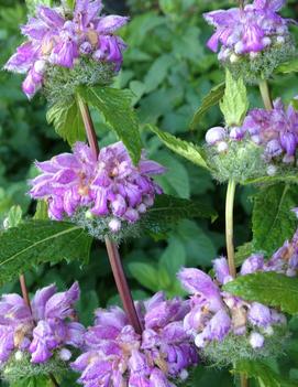 Phlomis cashmeriana