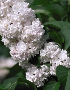 Syringa x vulgaris 'Beauty of Moscow'