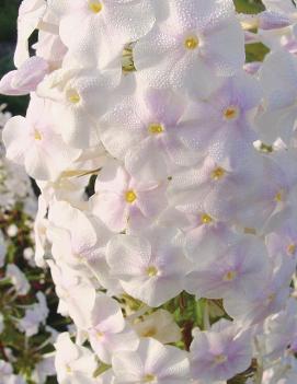 Phlox maculata 'Flower Power' (PP17551, COPF)