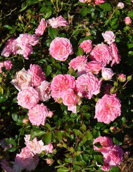 Rosa Sweet Drift® ('MEIswetdom') (PP21612, CPBRAF)