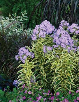 Phlox paniculata 'Shockwave' (PPAF)