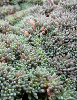 Sedum hispanicum 'Blue Carpet'