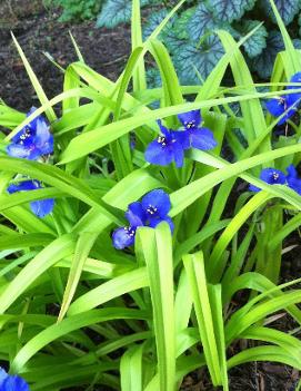 Tradescantia x 'Sweet Kate'