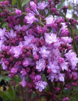 Syringa x hyacinthiflora 'Anabel'