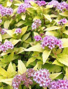 Spiraea x 'Gold Mound' (COPF)