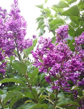 Syringa x prestoniae 'Royalty'