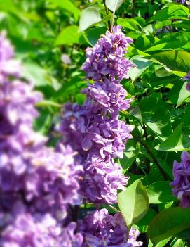 Syringa x vulgaris 'Adelaide Dunbar'