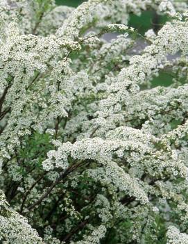 Spiraea x arguta 'Graciosa'