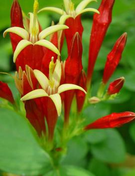 Spigelia marilandica