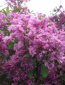 Syringa x prestoniae 'James Mcfarlane'