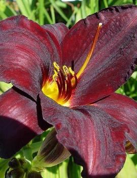 Hemerocallis 'Root Beer'