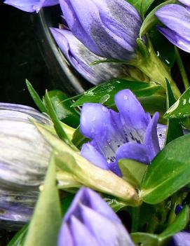 Gentiana x 'True Blue' (PP20433)