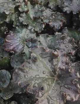 Heuchera x 'Cappuccino' (COPF)