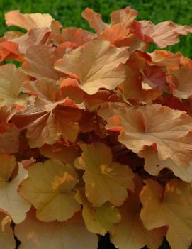 Heuchera villosa 'Caramel' (PP16560)