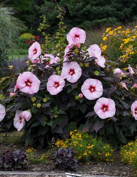 Hibiscus x 'Summerific® Perfect Storm' (PP27880, Can6548)