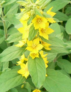 Lysimachia punctata