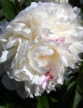 Paeonia 'Shirley Temple'