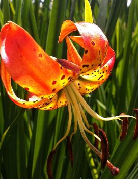 Lilium superbum